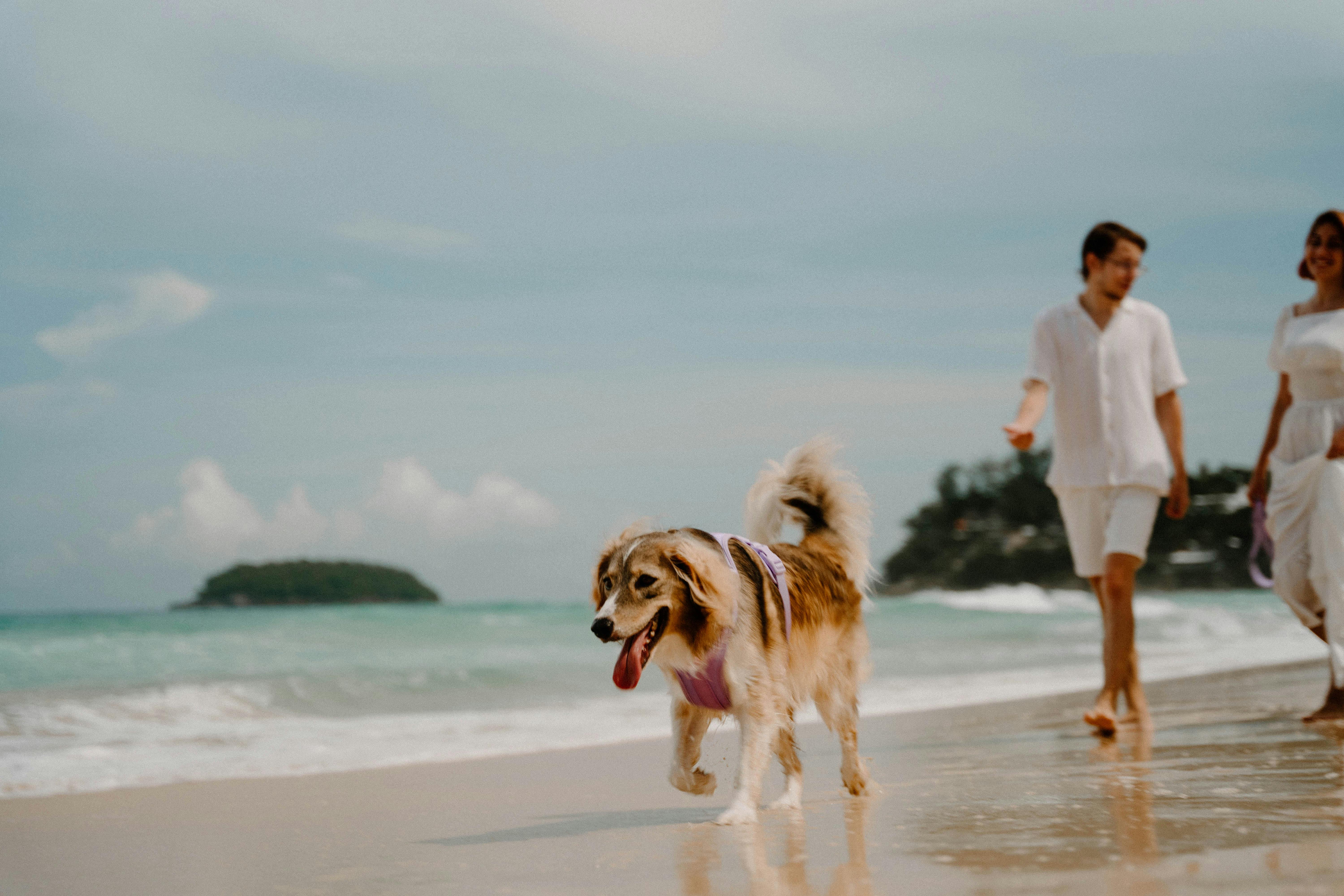 perro corriendo en la playa